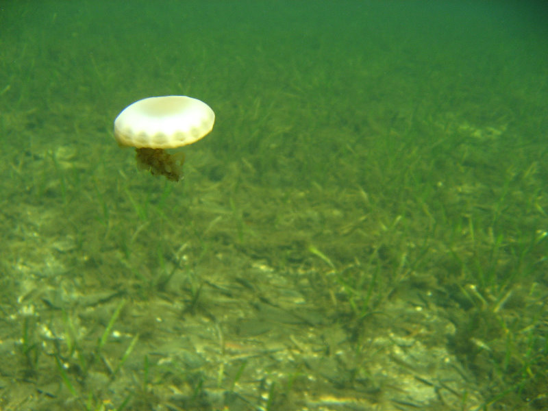 Buttonwood-Sound-Kayaking-Key-Largo-FL-024