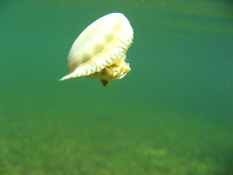 Buttonwood-Sound-Kayaking-Key-Largo-FL-025