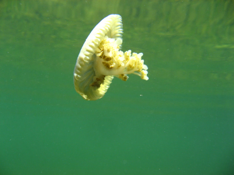 Buttonwood-Sound-Kayaking-Key-Largo-FL-026