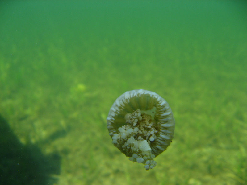 Buttonwood-Sound-Kayaking-Key-Largo-FL-028