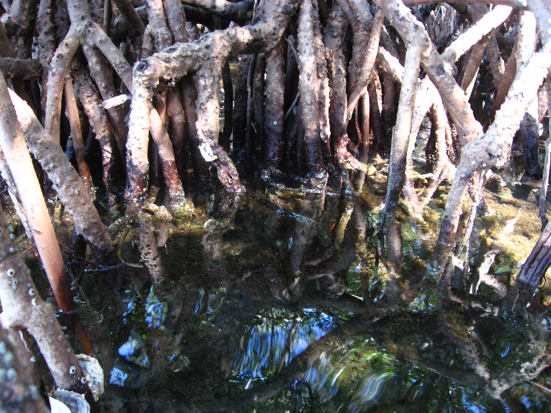 Buttonwood-Sound-Kayaking-Key-Largo-FL-030