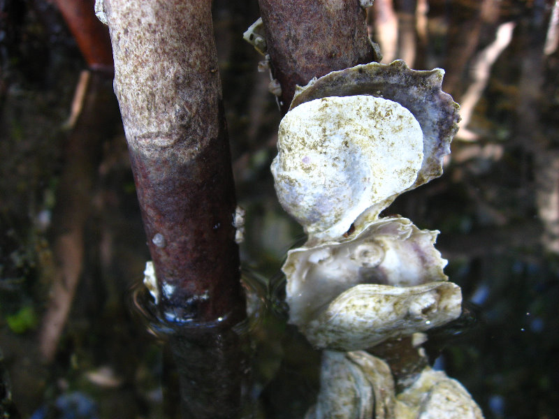 Buttonwood-Sound-Kayaking-Key-Largo-FL-031