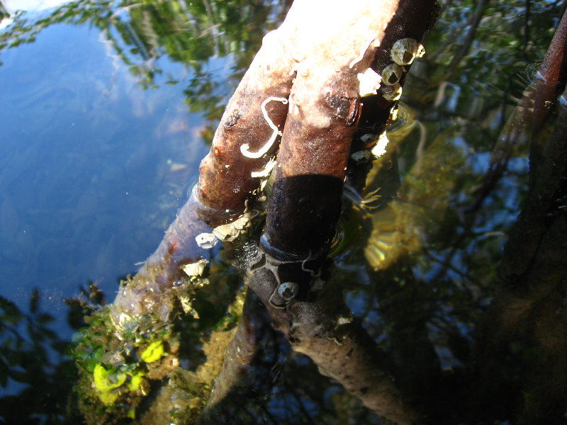 Buttonwood-Sound-Kayaking-Key-Largo-FL-032