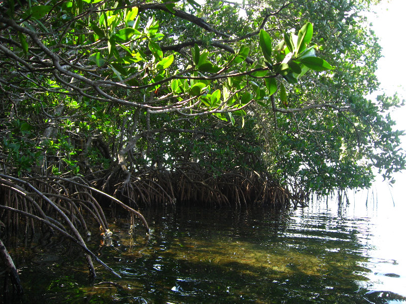 Buttonwood-Sound-Kayaking-Key-Largo-FL-033