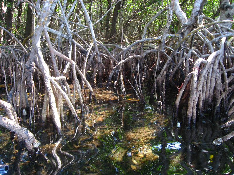 Buttonwood-Sound-Kayaking-Key-Largo-FL-034