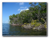 Buttonwood-Sound-Kayaking-Key-Largo-FL-008