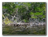 Buttonwood-Sound-Kayaking-Key-Largo-FL-009