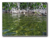 Buttonwood-Sound-Kayaking-Key-Largo-FL-013