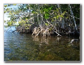 Buttonwood-Sound-Kayaking-Key-Largo-FL-015