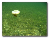 Buttonwood-Sound-Kayaking-Key-Largo-FL-024