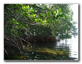 Buttonwood-Sound-Kayaking-Key-Largo-FL-033