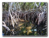 Buttonwood-Sound-Kayaking-Key-Largo-FL-034