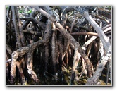 Buttonwood-Sound-Kayaking-Key-Largo-FL-036