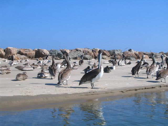 Santa-Barbara-Kayaking-12