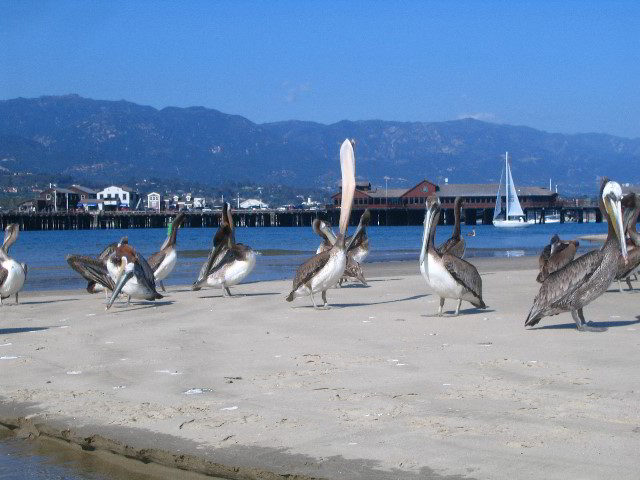 Santa-Barbara-Kayaking-15