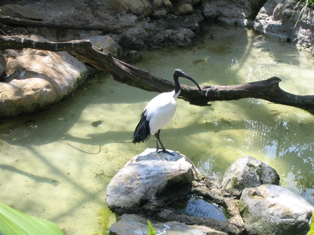 Santa-Barbara-Zoo-02