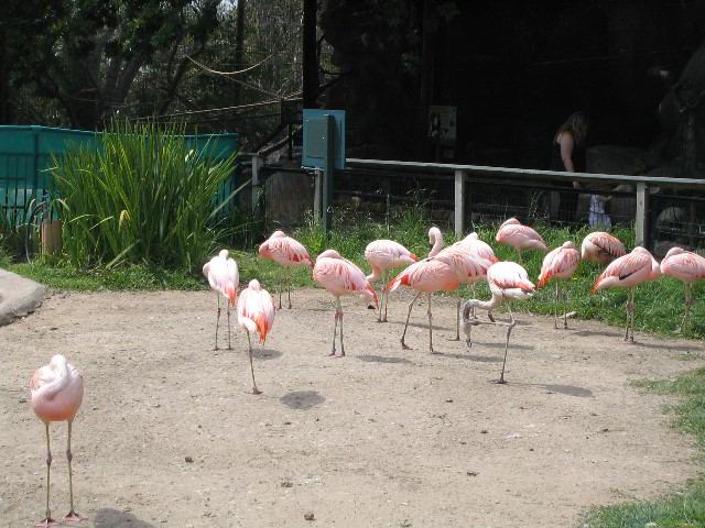 Santa-Barbara-Zoo-24