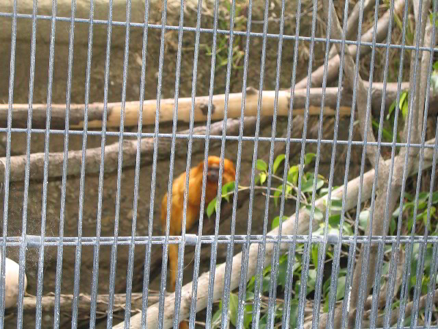 Santa-Barbara-Zoo-30