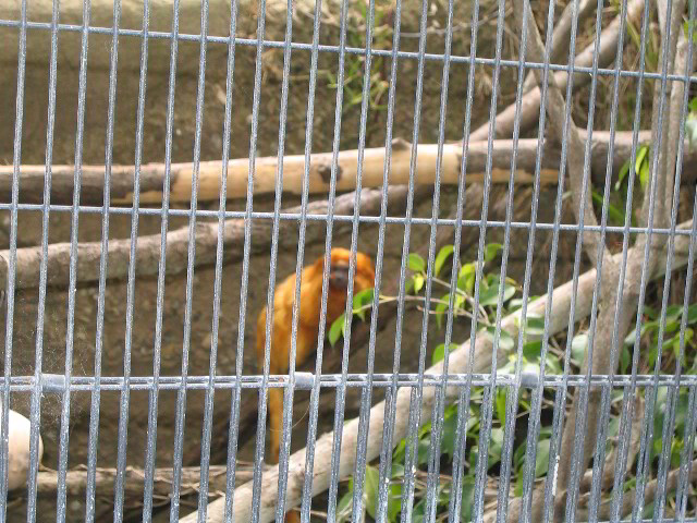 Santa-Barbara-Zoo-30