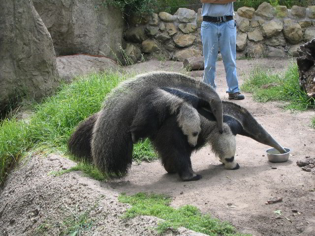 Santa-Barbara-Zoo-36