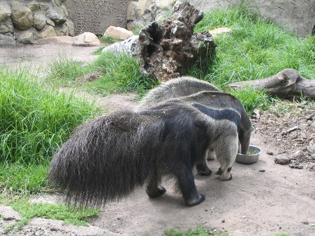 Santa-Barbara-Zoo-38