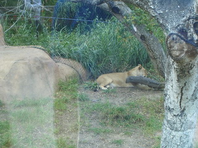 Santa-Barbara-Zoo-44