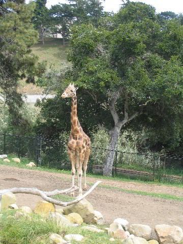 Santa-Barbara-Zoo-45