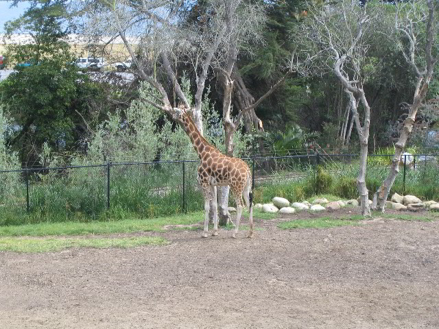 Santa-Barbara-Zoo-47