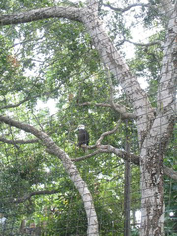 Santa-Barbara-Zoo-60