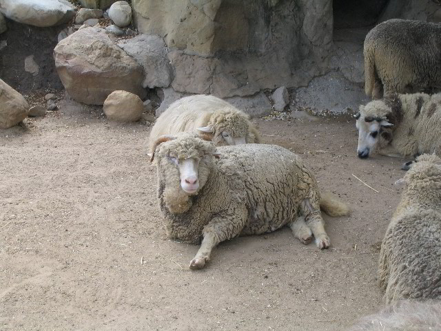 Santa-Barbara-Zoo-64