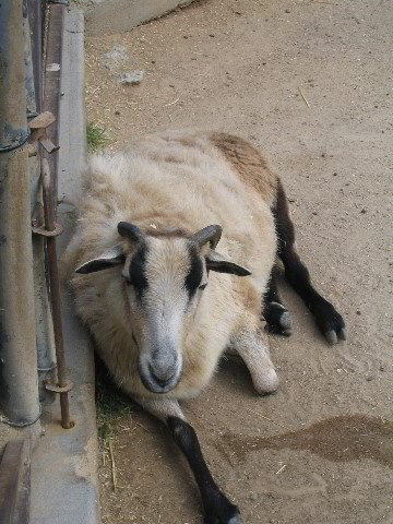 Santa-Barbara-Zoo-65