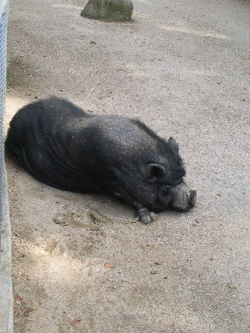 Santa-Barbara-Zoo-66