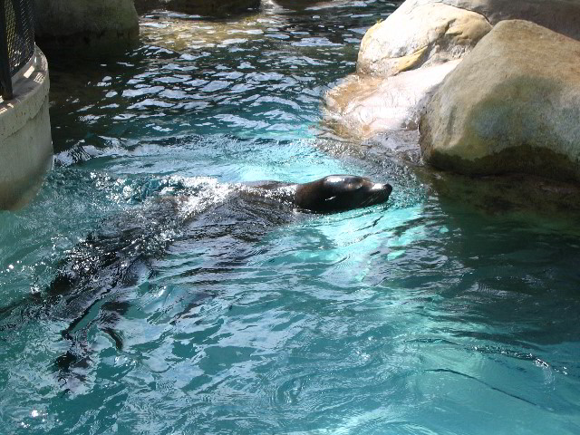 Santa-Barbara-Zoo-76