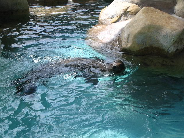 Santa-Barbara-Zoo-77