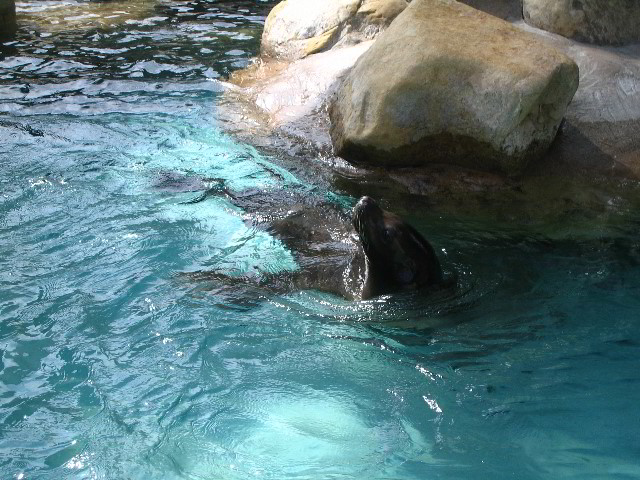 Santa-Barbara-Zoo-78