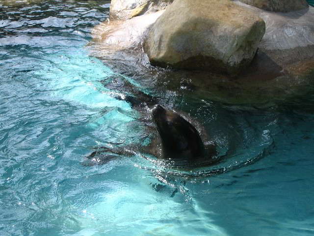 Santa-Barbara-Zoo-79