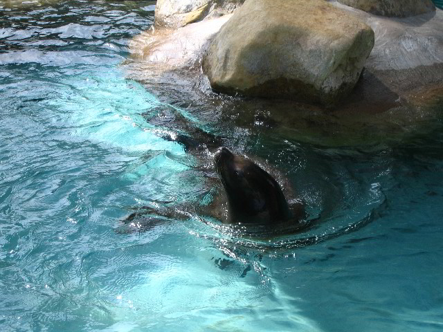 Santa-Barbara-Zoo-79