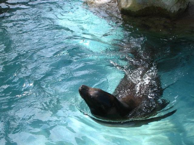 Santa-Barbara-Zoo-80