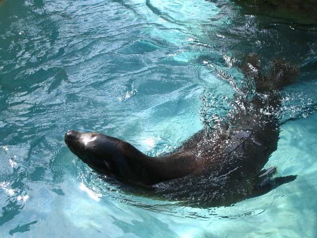 Santa-Barbara-Zoo-81