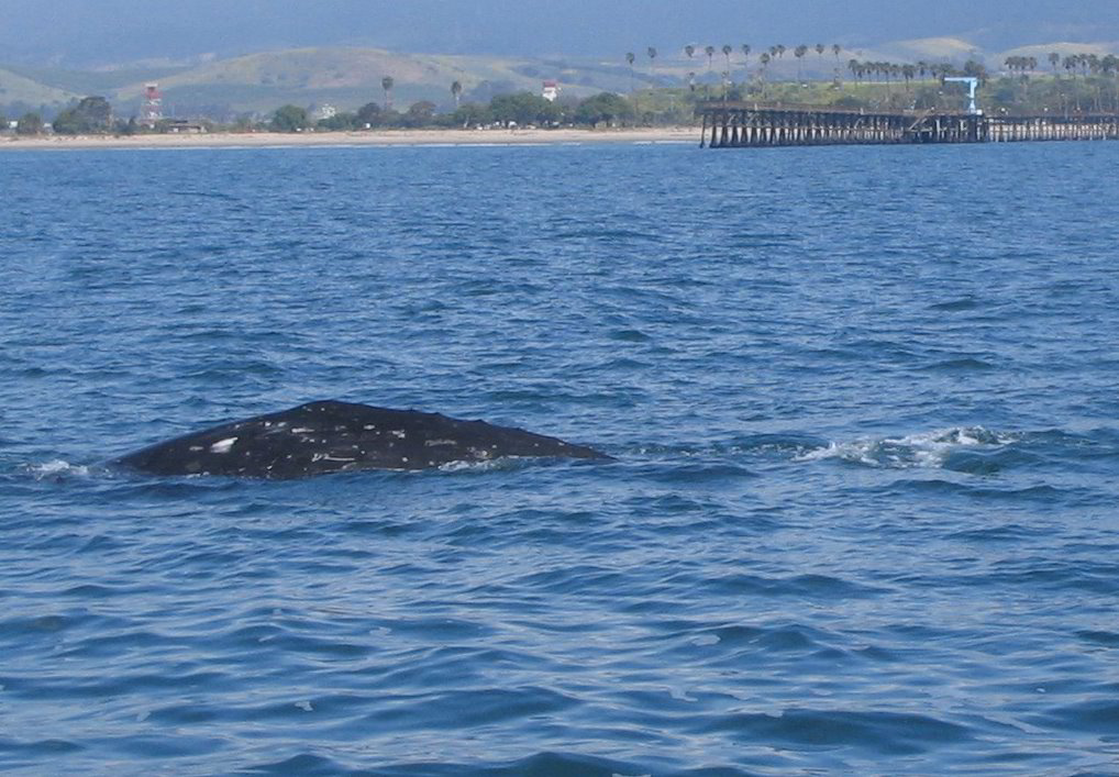 Santa-Barbara-Whale-Watching-01