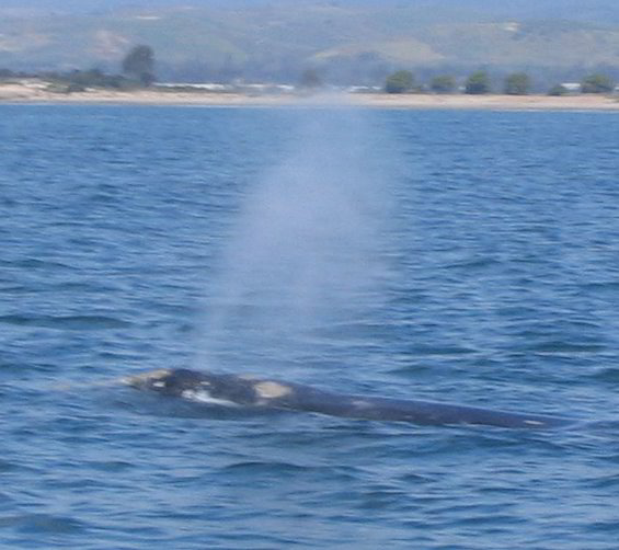 Santa-Barbara-Whale-Watching-02