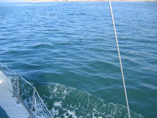 Santa-Barbara-Whale-Watching-27