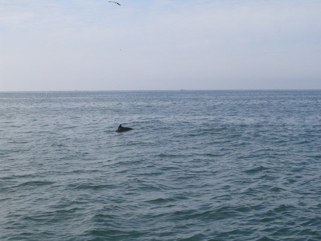 Santa-Barbara-Whale-Watching-35