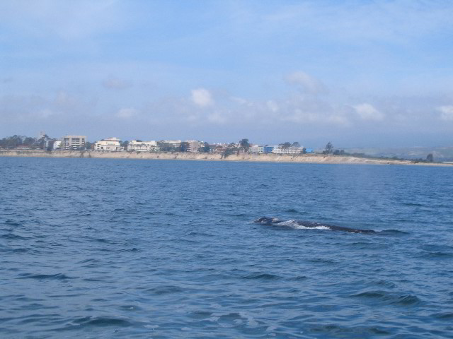 Santa-Barbara-Whale-Watching-71