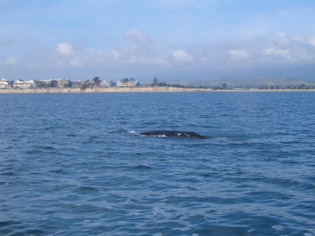 Santa-Barbara-Whale-Watching-73