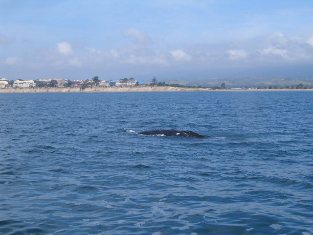 Santa-Barbara-Whale-Watching-73