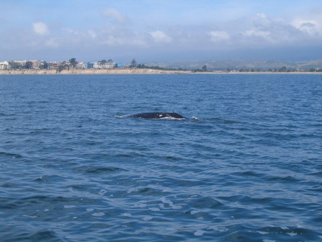 Santa-Barbara-Whale-Watching-74