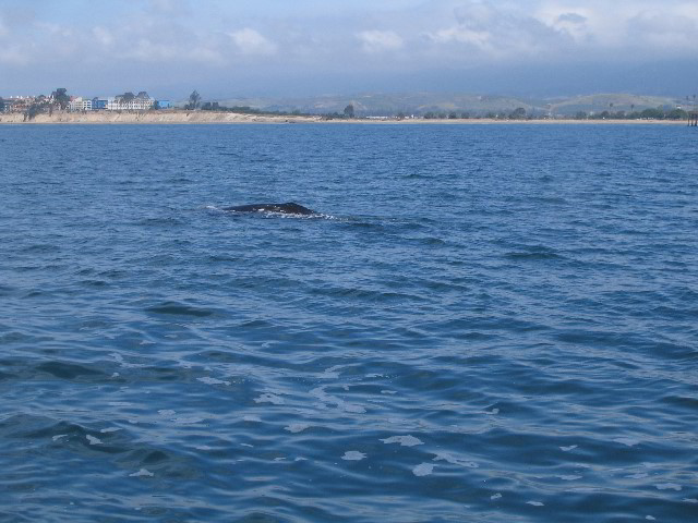 Santa-Barbara-Whale-Watching-75