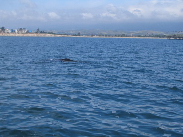 Santa-Barbara-Whale-Watching-76