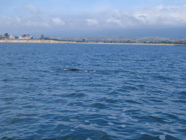 Santa-Barbara-Whale-Watching-77